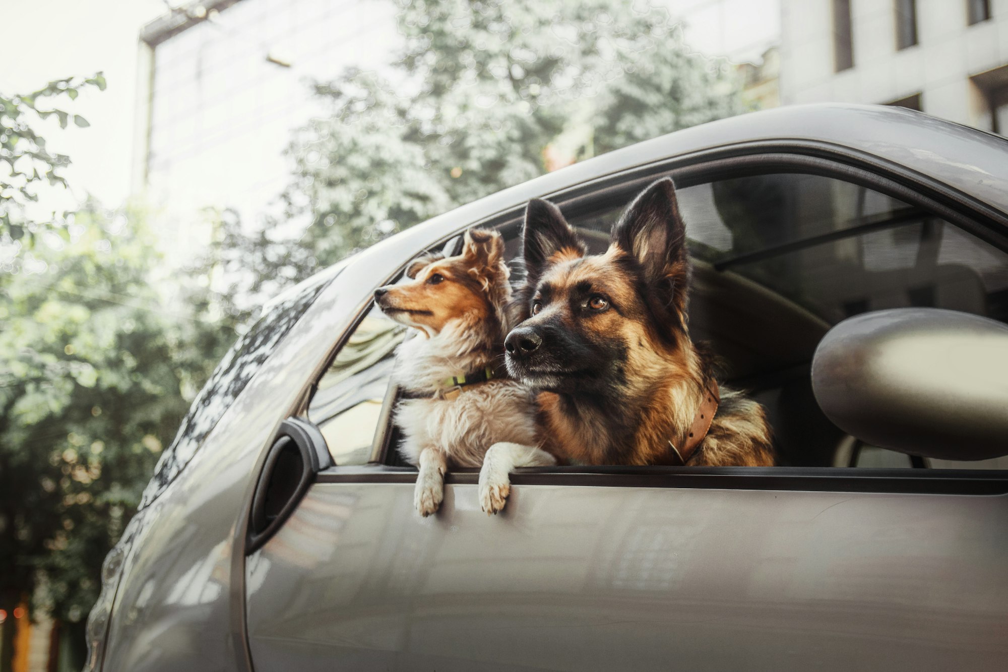 Road trip joy: Happy dog gazes out of the car window. Pet-friendly journey.